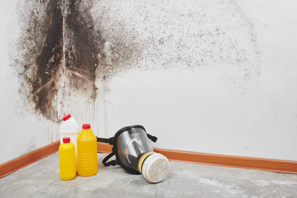 Best Black Mold Remediation in Danvers, IL