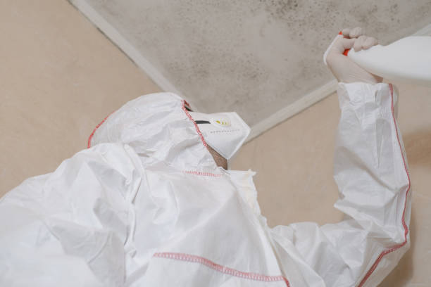 Best Residential Mold Remediation in Danvers, IL