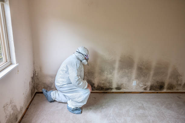 Best Mold Testing and Inspection Services in Danvers, IL